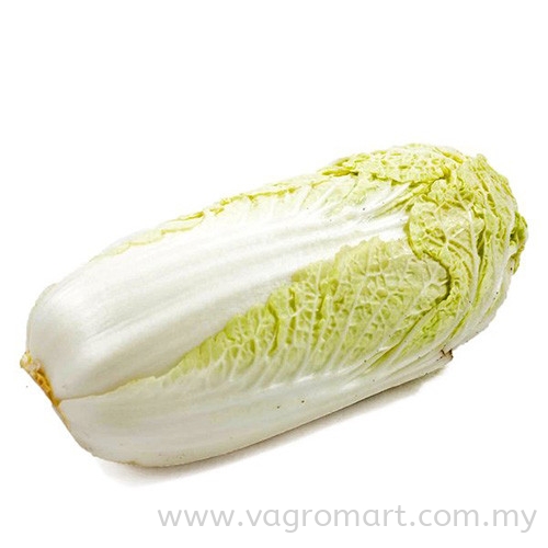 Chinese Cabbage Vegetables Malaysia, Kuala Lumpur (KL), Selangor, Penang, Kedah, Sarawak Supplier, Suppliers, Supply, Supplies | FERLAB SDN BHD