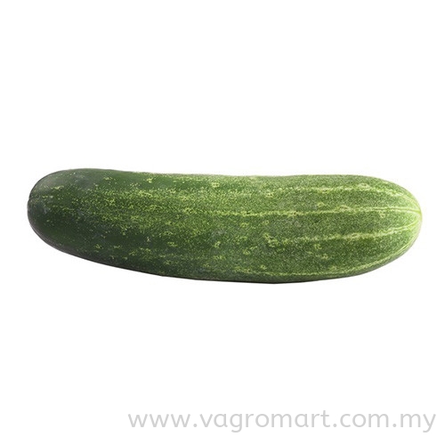 Timun Tua Vegetables Malaysia, Kuala Lumpur (KL), Selangor, Penang, Kedah, Sarawak Supplier, Suppliers, Supply, Supplies | FERLAB SDN BHD