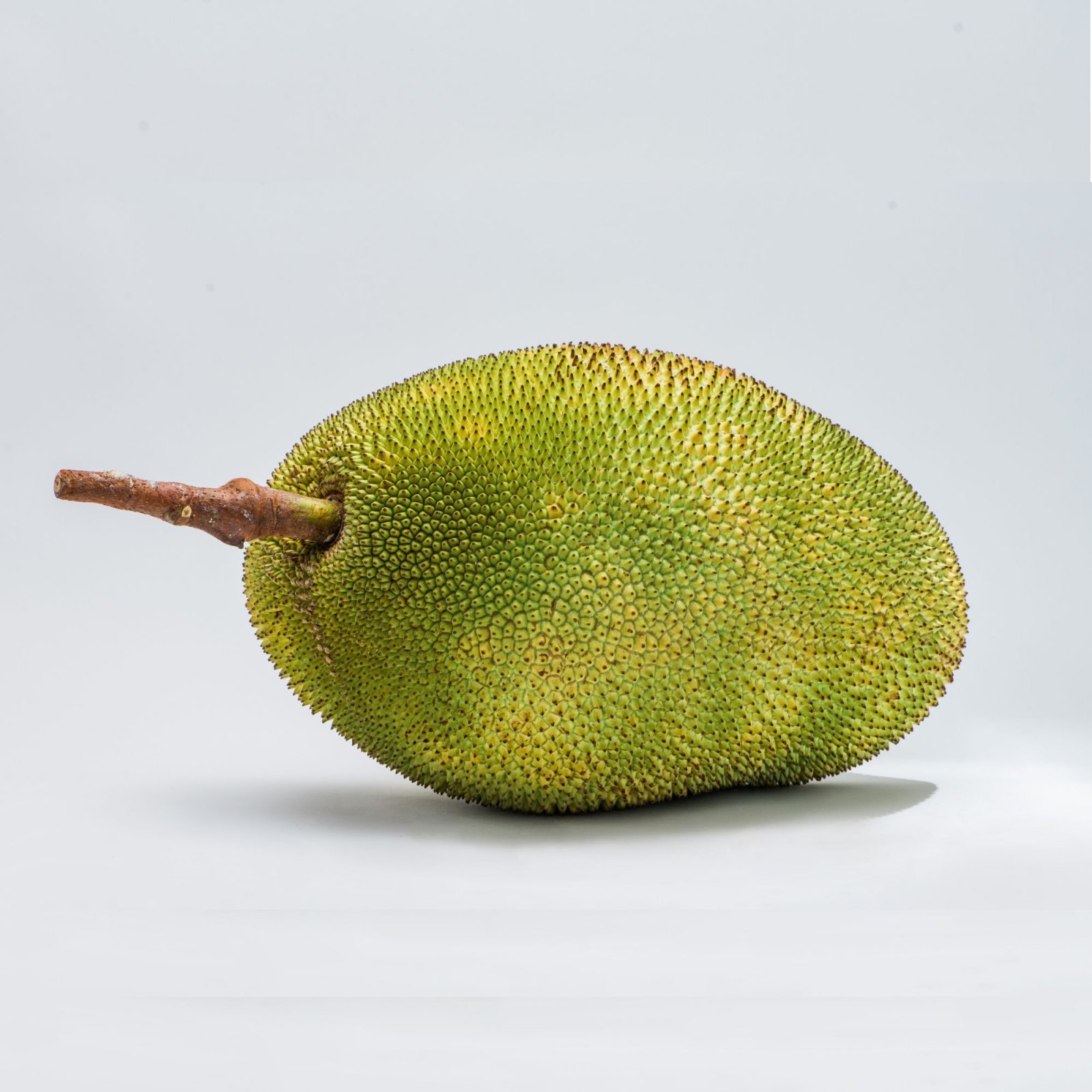 Nangka Madu J33