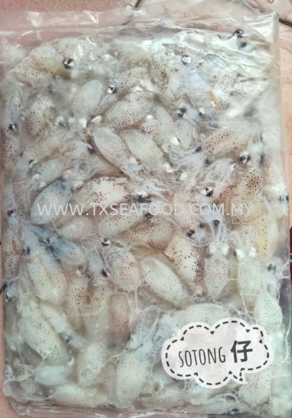 BABY SOTONGsotong kiaն FROZEN SOTONG Selangor, Klang, Malaysia, Kuala Lumpur (KL) Supplier, Suppliers, Supply, Supplies | TX SEAFOOD SDN. BHD.