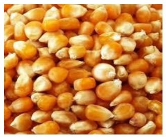 Feed Grade Yellow Maize Yellow Maize Feed Meal & Commodities Product Malaysia, Penang, Seberang Perai Supplier, Suppliers, Supply, Supplies | Gsion Resources (M) Sdn Bhd