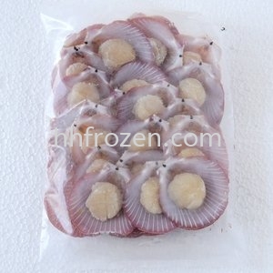 Half Shell Scallop Ǵ Scallop  Seafood  Selangor, Malaysia, Kuala Lumpur (KL), Batu Caves Supplier, Wholesaler, Distributor, Importer | HH Frozen Trading Sdn Bhd