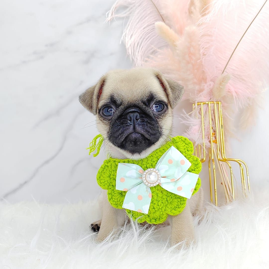 Pug 巴哥