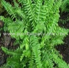 Fern Plants GreenWall Malaysia, Johor, Muar Supplier, Wholesaler, Supply, Supplies | SJH Nursery & Landscaping Sdn Bhd