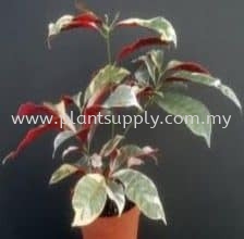 Shrub Plants GreenWall Malaysia, Johor, Muar Supplier, Wholesaler, Supply, Supplies | SJH Nursery & Landscaping Sdn Bhd