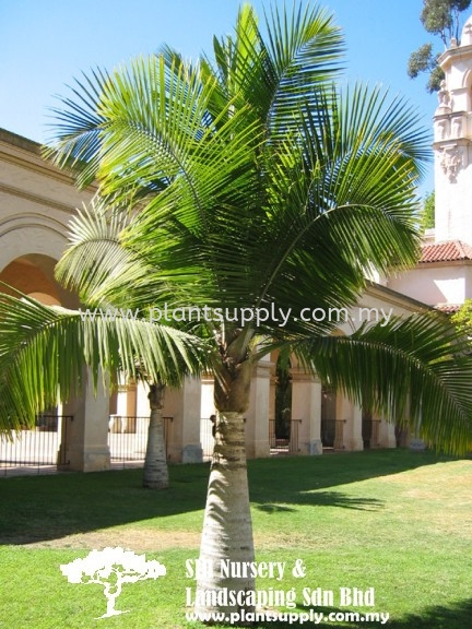 P011005 Ravenea Rivularis (Majestic Palm) Ҭ Palms and Cycads Malaysia, Johor, Muar Supplier, Wholesaler, Supply, Supplies | SJH Nursery & Landscaping Sdn Bhd