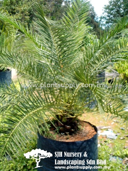 P010404 Cycas Rumphii (Malayan Fern Palm) Palms and Cycads Malaysia, Johor, Muar Supplier, Wholesaler, Supply, Supplies | SJH Nursery & Landscaping Sdn Bhd