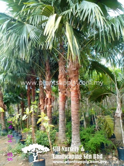 P010801 Livistona Rotundifolia (Serdang Palm)  ԲҶѿ Palms and Cycads Malaysia, Johor, Muar Supplier, Wholesaler, Supply, Supplies | SJH Nursery & Landscaping Sdn Bhd