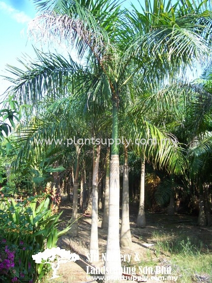 P020104 Roystonea Regia (Royal Palm) Palms and Cycads Malaysia, Johor, Muar Supplier, Wholesaler, Supply, Supplies | SJH Nursery & Landscaping Sdn Bhd