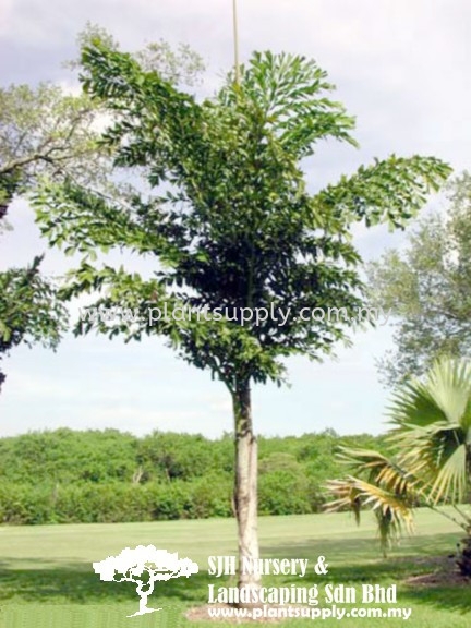 P010301 Caryota No (Fishtail Palm) Palms and Cycads Malaysia, Johor, Muar Supplier, Wholesaler, Supply, Supplies | SJH Nursery & Landscaping Sdn Bhd