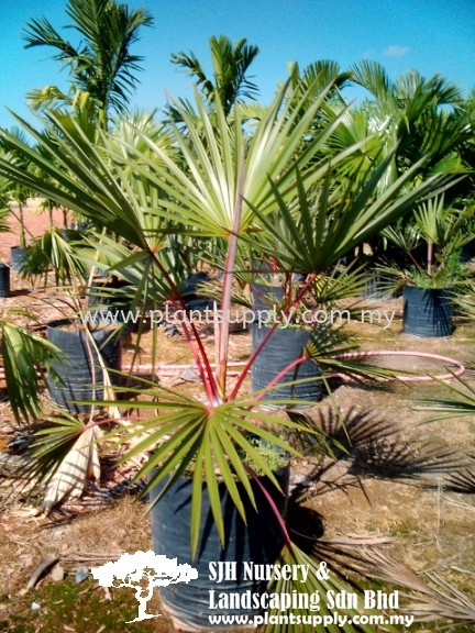 P010603 Latania Lontariodes (Red Latan Palm)  Palms and Cycads Malaysia, Johor, Muar Supplier, Wholesaler, Supply, Supplies | SJH Nursery & Landscaping Sdn Bhd