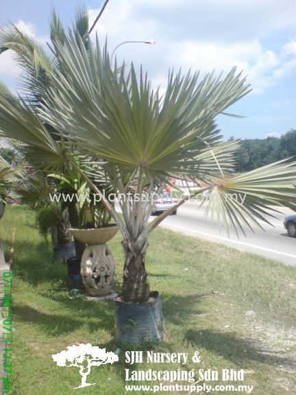 P010604 Latania Verschaffeltii (Yellow Latan Palm) Palms and Cycads Malaysia, Johor, Muar Supplier, Wholesaler, Supply, Supplies | SJH Nursery & Landscaping Sdn Bhd