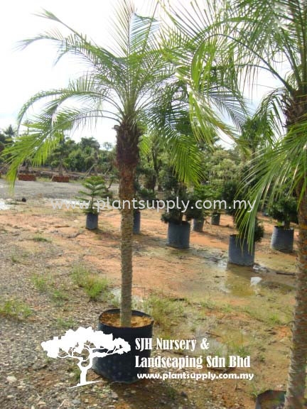 P010904 Phoenix Roebelenii (Dwarf Date Palm) Ҷ̿ Palms and Cycads Malaysia, Johor, Muar Supplier, Wholesaler, Supply, Supplies | SJH Nursery & Landscaping Sdn Bhd