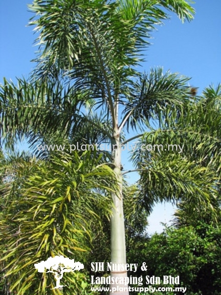 P020202 Wodyetia Bifurcata (Foxtail Palm) β Palms and Cycads Malaysia, Johor, Muar Supplier, Wholesaler, Supply, Supplies | SJH Nursery & Landscaping Sdn Bhd