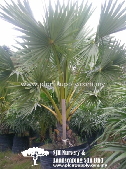 P010202 Borassus Flabellifer (Sea Apple) Ҭ, Palms and Cycads Malaysia, Johor, Muar Supplier, Wholesaler, Supply, Supplies | SJH Nursery & Landscaping Sdn Bhd