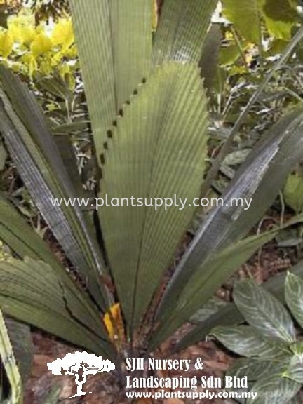 P010602 Johannesteijmannia Lanceolata Palms and Cycads Malaysia, Johor, Muar Supplier, Wholesaler, Supply, Supplies | SJH Nursery & Landscaping Sdn Bhd