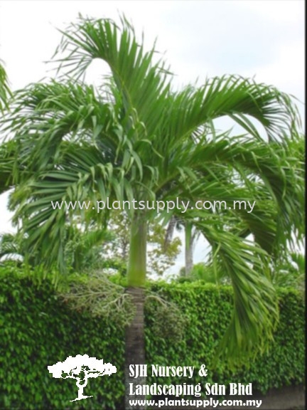 P020201 Veitchia Merrillii (Manila Palm) Palms and Cycads Malaysia, Johor, Muar Supplier, Wholesaler, Supply, Supplies | SJH Nursery & Landscaping Sdn Bhd