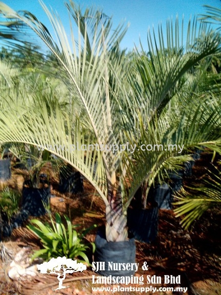 P010204 Butia Capitata (Jelly Palm, Wine Palm) Palms and Cycads Malaysia, Johor, Muar Supplier, Wholesaler, Supply, Supplies | SJH Nursery & Landscaping Sdn Bhd