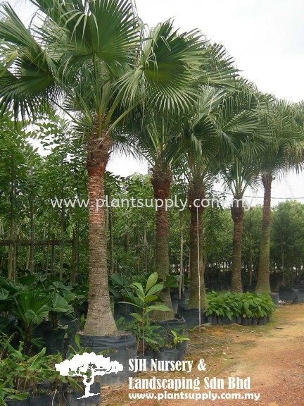 P010802 Livistona Chinensis (Chinese Fan Palm)  ѿ Palms and Cycads Malaysia, Johor, Muar Supplier, Wholesaler, Supply, Supplies | SJH Nursery & Landscaping Sdn Bhd