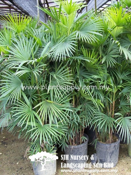 P020102 Rhapis Multifida (Finger Palm)  Palms and Cycads Malaysia, Johor, Muar Supplier, Wholesaler, Supply, Supplies | SJH Nursery & Landscaping Sdn Bhd