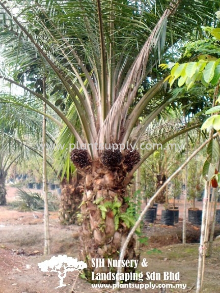 P010502 Elaeis Guineensis (African Oil Palm) Palms and Cycads Malaysia, Johor, Muar Supplier, Wholesaler, Supply, Supplies | SJH Nursery & Landscaping Sdn Bhd