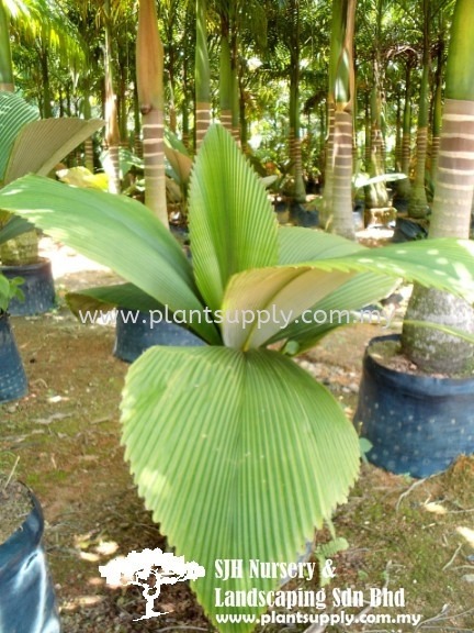 P010601 Johannesteijmannia Altifrons (Joey Palm) Ҷ Palms and Cycads Malaysia, Johor, Muar Supplier, Wholesaler, Supply, Supplies | SJH Nursery & Landscaping Sdn Bhd