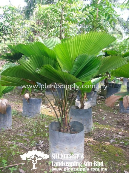 P010605 Licuala Grandis (Fan Palm, Pinang Kapas)  ԲҶ Palms and Cycads Malaysia, Johor, Muar Supplier, Wholesaler, Supply, Supplies | SJH Nursery & Landscaping Sdn Bhd