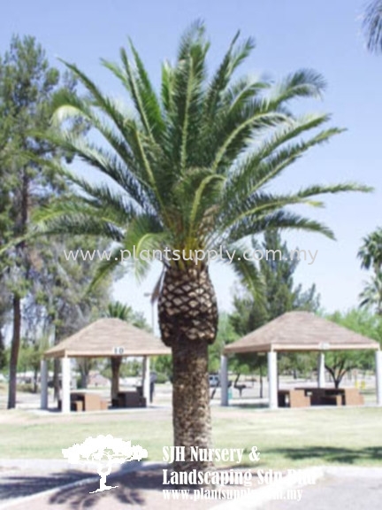 P010902 Phoenix Canariensis (Canary Island Date Palm) Palms and Cycads Malaysia, Johor, Muar Supplier, Wholesaler, Supply, Supplies | SJH Nursery & Landscaping Sdn Bhd