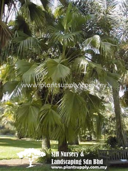 P010203 Brahea Edulis (Guadaloupe Palm) Palms and Cycads Malaysia, Johor, Muar Supplier, Wholesaler, Supply, Supplies | SJH Nursery & Landscaping Sdn Bhd