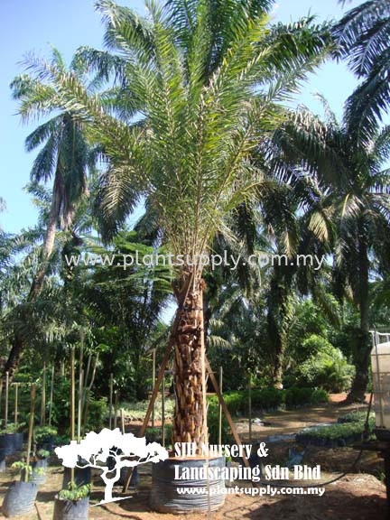 P010905 Phoenix Sylvestris (Silver Date Palm) ִ̿ Palms and Cycads Malaysia, Johor, Muar Supplier, Wholesaler, Supply, Supplies | SJH Nursery & Landscaping Sdn Bhd