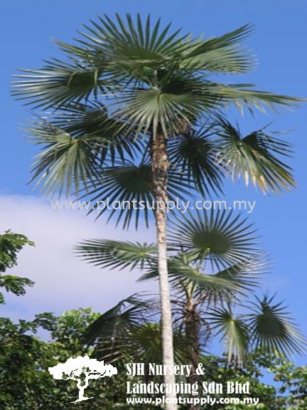 P010303 Coccothrinax Argentea (Silver Thatch Palm) Palms and Cycads Malaysia, Johor, Muar Supplier, Wholesaler, Supply, Supplies | SJH Nursery & Landscaping Sdn Bhd