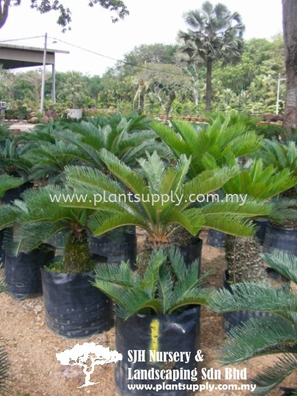 P010403 Cycas Revoluta (Sago Cycad)   Palms and Cycads Malaysia, Johor, Muar Supplier, Wholesaler, Supply, Supplies | SJH Nursery & Landscaping Sdn Bhd