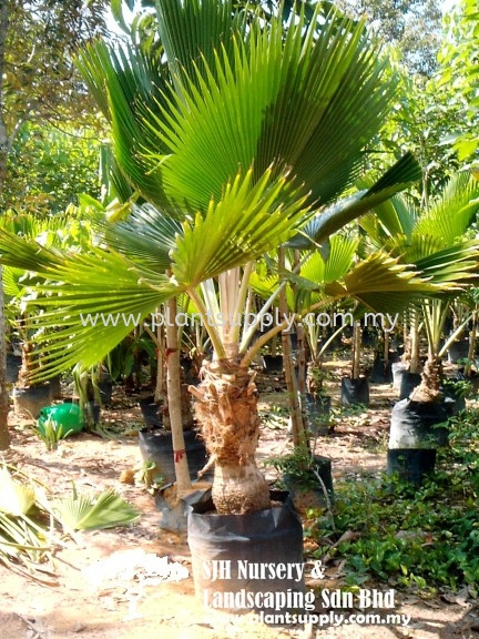 P011002 Pritchardia Pacifica (Fijian Fan Palm) Palms and Cycads Malaysia, Johor, Muar Supplier, Wholesaler, Supply, Supplies | SJH Nursery & Landscaping Sdn Bhd