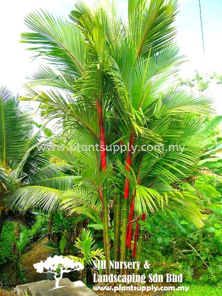 P010405 Cyrtostachys Lakka (Pinang Rajah) Palms and Cycads Malaysia, Johor, Muar Supplier, Wholesaler, Supply, Supplies | SJH Nursery & Landscaping Sdn Bhd