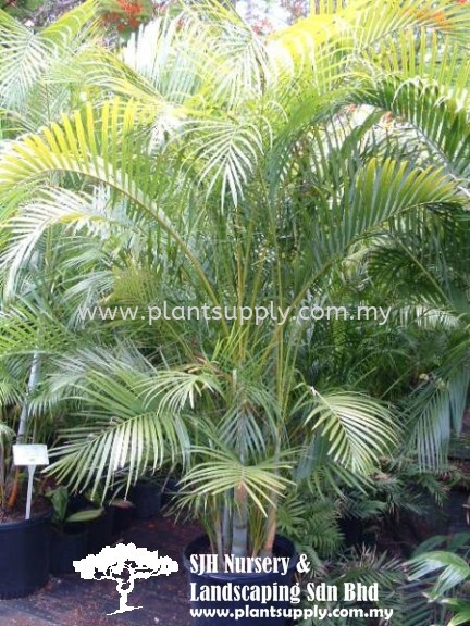 P010302 Chrysalidocarpus Lutescens (Yellow Palm) Ҭ	 Palms and Cycads Malaysia, Johor, Muar Supplier, Wholesaler, Supply, Supplies | SJH Nursery & Landscaping Sdn Bhd