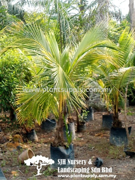 P010305 Cocos Nucifera 'Yellow' (Kelapa Kuning) Palms and Cycads Malaysia, Johor, Muar Supplier, Wholesaler, Supply, Supplies | SJH Nursery & Landscaping Sdn Bhd