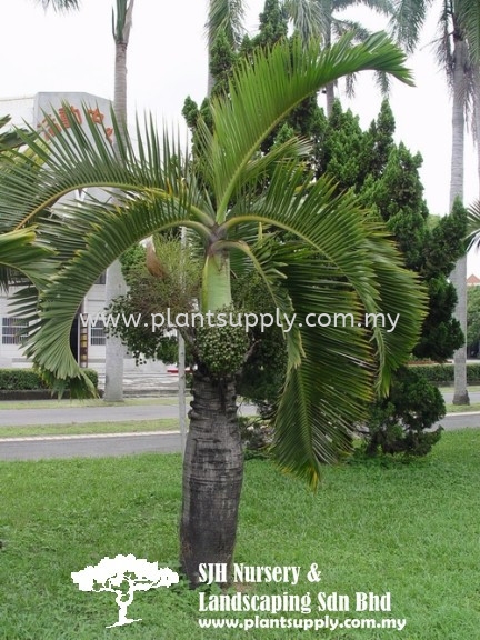 P010803 Mascarena Lagenicaulis (Bottle Palm) Palms and Cycads Malaysia, Johor, Muar Supplier, Wholesaler, Supply, Supplies | SJH Nursery & Landscaping Sdn Bhd