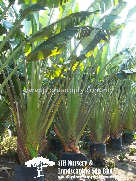 P011004 Ravenala Madagascariensis (Traveller's Palm) Palms and Cycads Malaysia, Johor, Muar Supplier, Wholesaler, Supply, Supplies | SJH Nursery & Landscaping Sdn Bhd