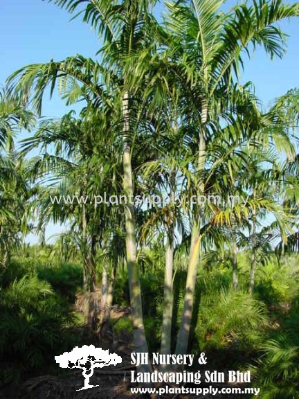 P010205 Carpentaria acuminata (Carpentaria Palm) Palms and Cycads Malaysia, Johor, Muar Supplier, Wholesaler, Supply, Supplies | SJH Nursery & Landscaping Sdn Bhd