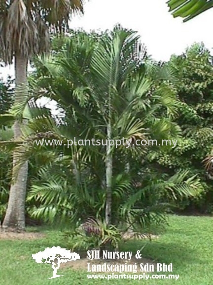 P010501 Dypsis Madagascariensis (Farihazo, Kizohazo) Palms and Cycads Malaysia, Johor, Muar Supplier, Wholesaler, Supply, Supplies | SJH Nursery & Landscaping Sdn Bhd