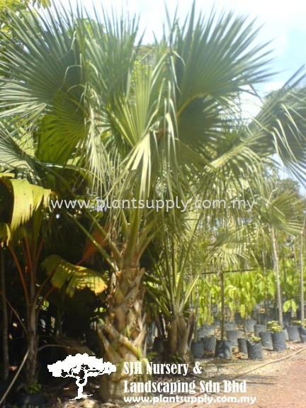 P010402 Corypha Umbraculifera (Talipot Palm) Ҷ Palms and Cycads Malaysia, Johor, Muar Supplier, Wholesaler, Supply, Supplies | SJH Nursery & Landscaping Sdn Bhd