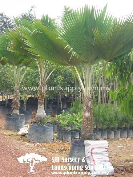 P010504 Fiji Palm (Pritchardia Pacifica) Palms and Cycads Malaysia, Johor, Muar Supplier, Wholesaler, Supply, Supplies | SJH Nursery & Landscaping Sdn Bhd