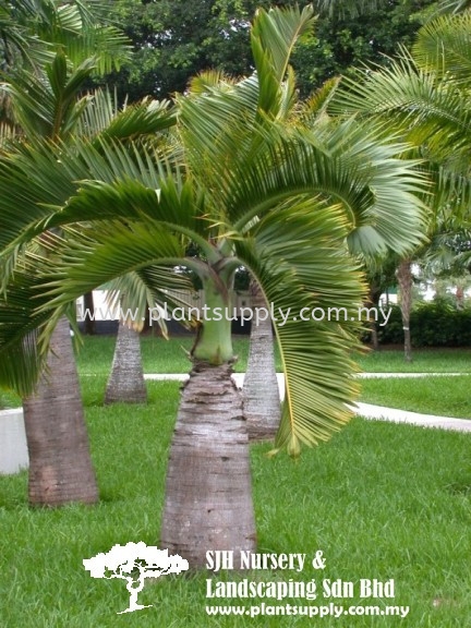 P010505 Hyophorbe Lagenicaulis (Bottle Palm) Palms and Cycads Malaysia, Johor, Muar Supplier, Wholesaler, Supply, Supplies | SJH Nursery & Landscaping Sdn Bhd