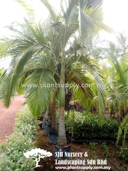 P010105 Bentinckia Nicobarica (Beninckia Palm) Palms and Cycads Malaysia, Johor, Muar Supplier, Wholesaler, Supply, Supplies | SJH Nursery & Landscaping Sdn Bhd