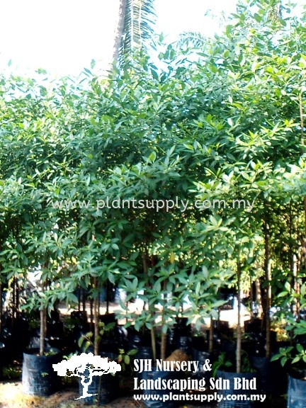 T011005 Fagraea Fragrans (Tembusu) Trees Malaysia, Johor, Muar Supplier, Wholesaler, Supply, Supplies | SJH Nursery & Landscaping Sdn Bhd