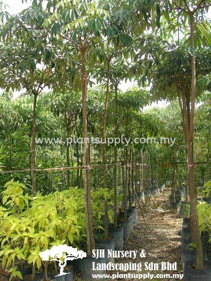 T010103 Alstonia Angustiloba (Common Pulai) Trees Malaysia, Johor, Muar Supplier, Wholesaler, Supply, Supplies | SJH Nursery & Landscaping Sdn Bhd