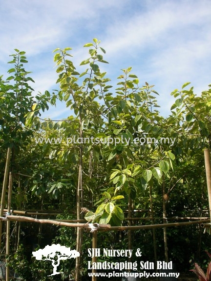 T020101 Ficus Benghalensis (Indian Banyan) Trees Malaysia, Johor, Muar Supplier, Wholesaler, Supply, Supplies | SJH Nursery & Landscaping Sdn Bhd