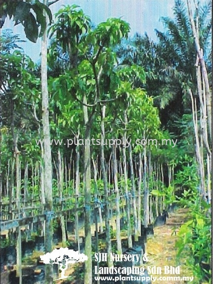 T010303 Barringtonia Racemosa (Putat Kampong) Trees Malaysia, Johor, Muar Supplier, Wholesaler, Supply, Supplies | SJH Nursery & Landscaping Sdn Bhd