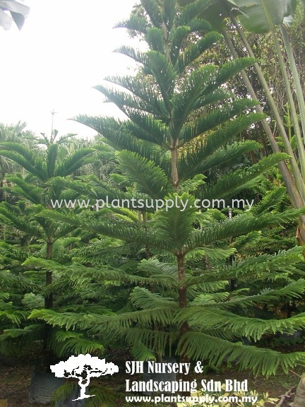 T010201 Araucaria Heterophylla (Norfolk Island Pine) Trees Malaysia, Johor, Muar Supplier, Wholesaler, Supply, Supplies | SJH Nursery & Landscaping Sdn Bhd