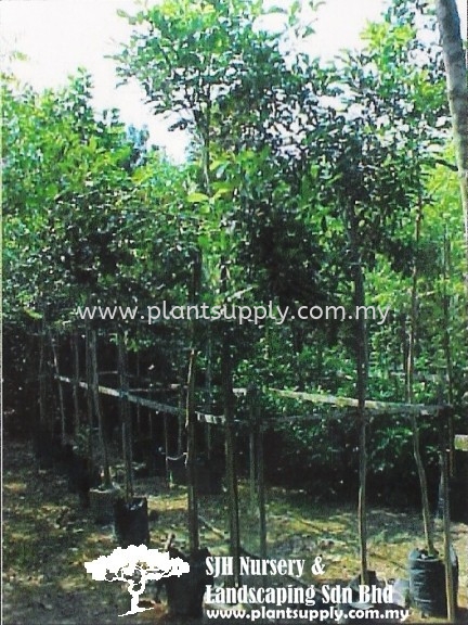 T010502 Calophyllum Inophyllum (Penaga Laut) Trees Malaysia, Johor, Muar Supplier, Wholesaler, Supply, Supplies | SJH Nursery & Landscaping Sdn Bhd